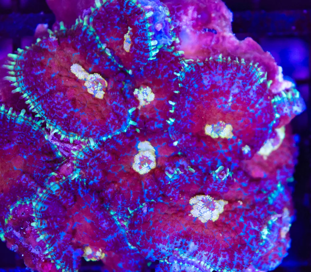 Frag Box Corals