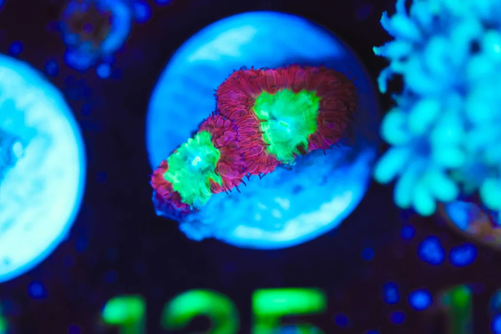 Frag Box Corals