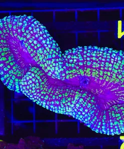 Wysiwyg Large Lobo Coral (C81) *pick up only*