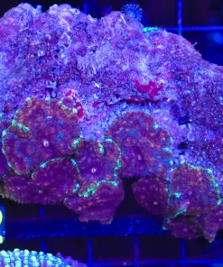 Wysiwyg Rock Covered In Mushroom (C82)