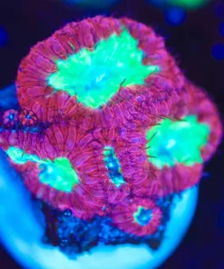 Wysiwyg Blatomussa Frag [F82]