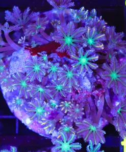Wysiwyg Combo Clove Polyp Colony (C83)