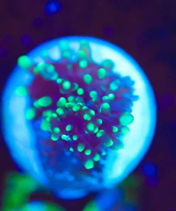 Wysiwyg Tiny Hairy Mushroom Frag [F54]