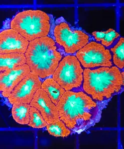 Wysiwyg Blastomussa Coral (C85)