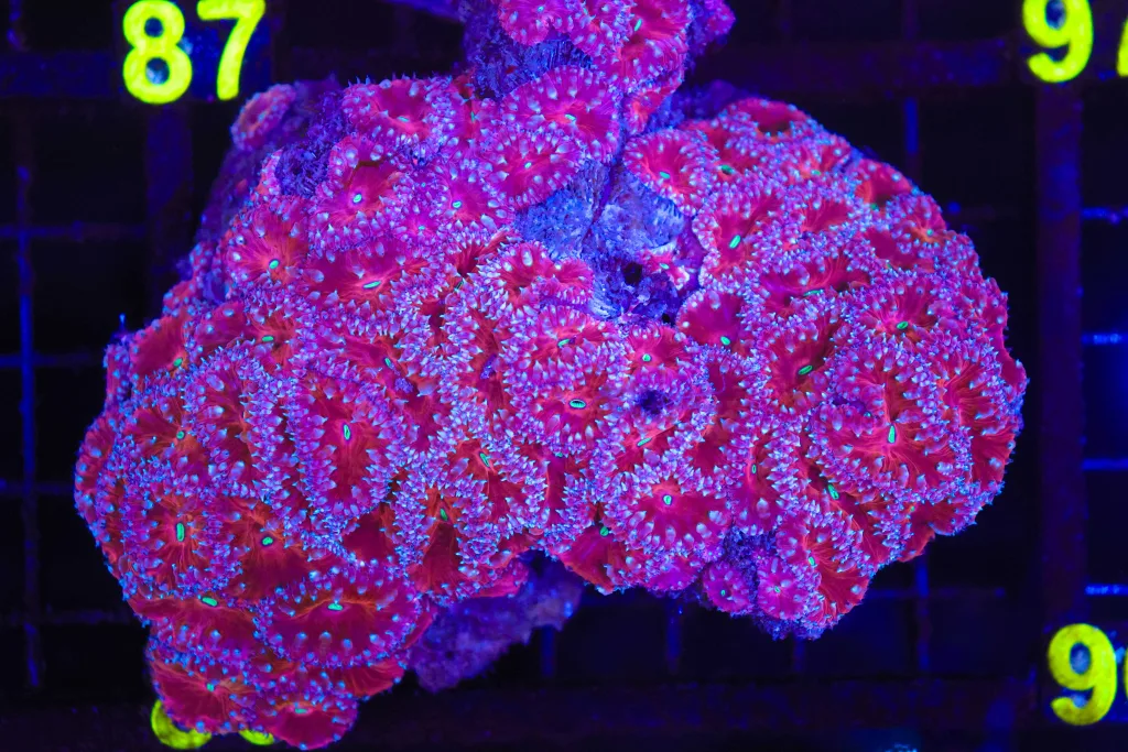 Frag Box Corals
