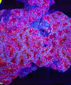 Wysiwyg XXL Blastomussa Colony (C86)