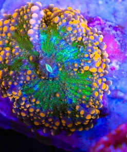 Wysiwyg Gofzilla Yuma (C87)