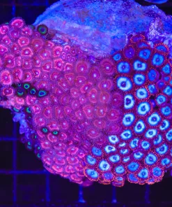 Wysiwyg 2 for 1 Zoanthid Combo Coral Large (C88)