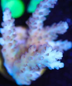 Wysiwyg Large Tabling Aussie Acropora Frag [F159]
