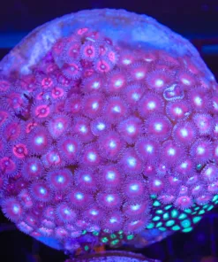 Wysiwyg Large Zoanthid Colony (C90)