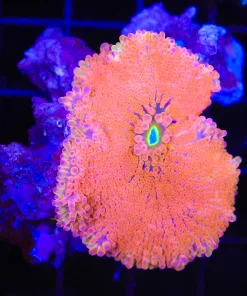 Wysiwyg Large SUPER bright unique yuma coral (C94)