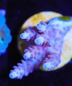 Wysiwyg Tabling Pink Acropora Frag  [F163]