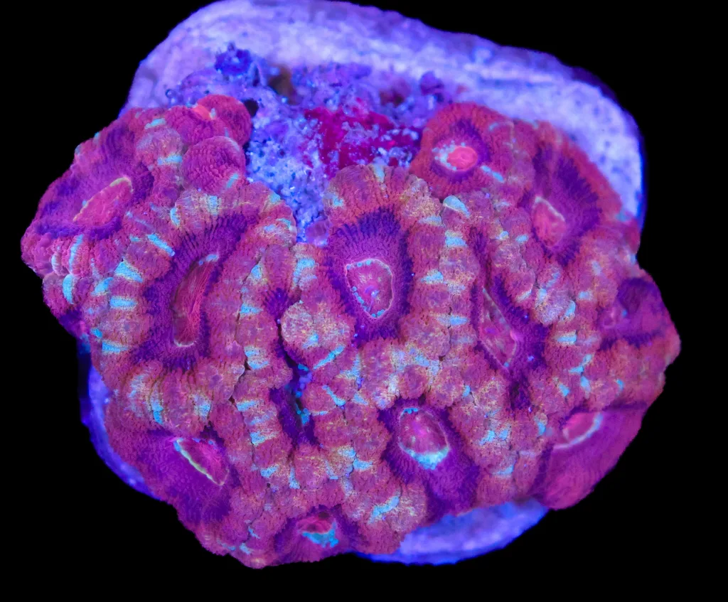 Frag Box Corals