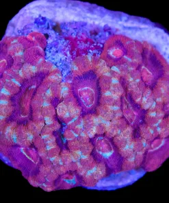 Wysiwyg Acan Colony (C95)