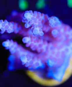 Wysiwyg Tabling Pink Acropora Frag [F166]