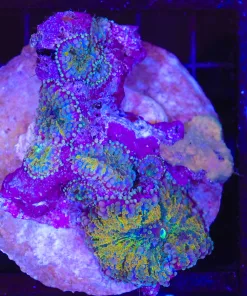 Wysiwyg Yuma Mushroom Rock (C96)