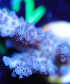 Wysiwyg Tabling Acropora Frag [F167]