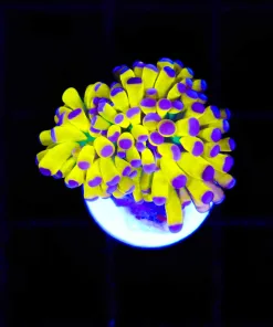 Wysiwyg Small Extremely Bright Gold Torch Coral (C97)