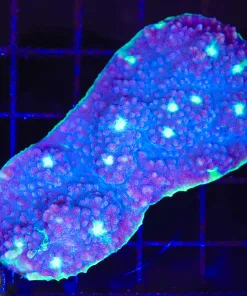 Wysiwyg Chalice Coral Colony (C98)