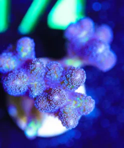 Wysiwyg Large Birds Of Paradise Frag [F169] *Free shipping Minimum $249 livestock spend*