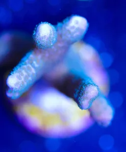 Wysiwyg Blue Montipora Digtata Frag [F171]