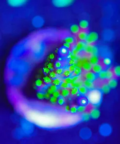 Wysiwyg Purple Bonsai Acropora Frag [F172]