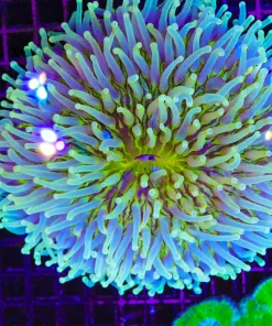 Wysiwyg MASSIVE Long Tentacle Plate Coral * pick up only * Bring a bucket*