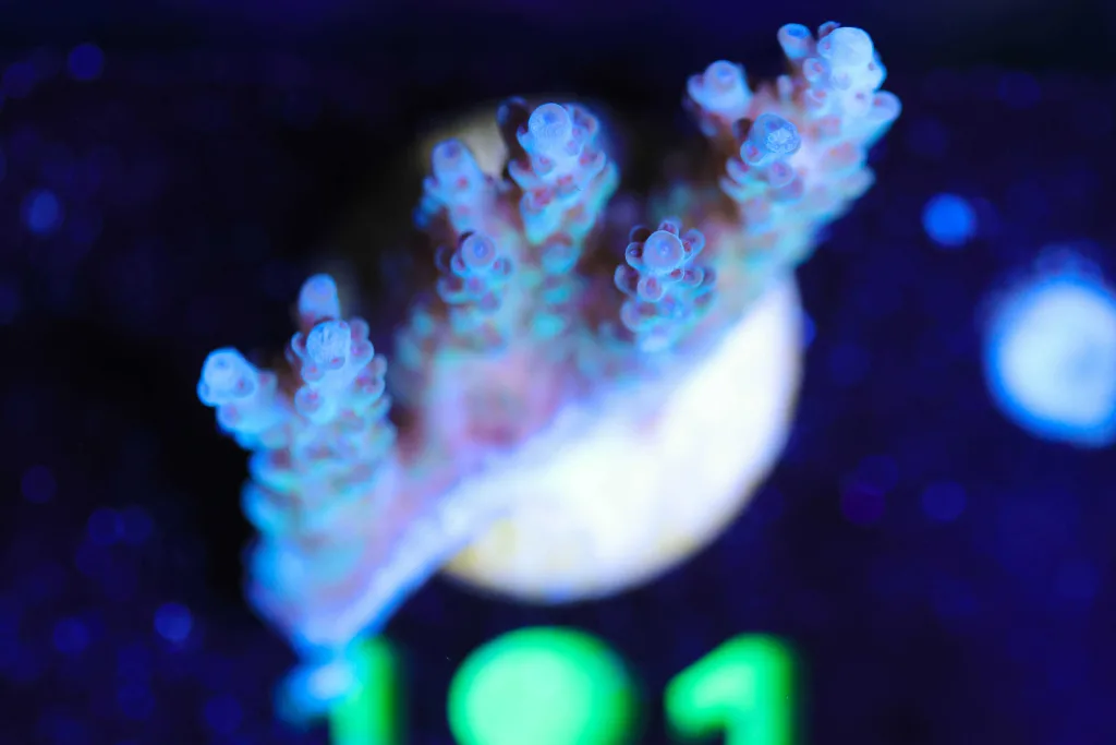 Frag Box Corals