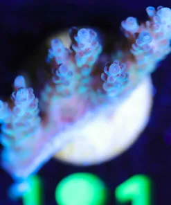 Wysiwyg  Wild Aussie Acropora Frag   [F181]