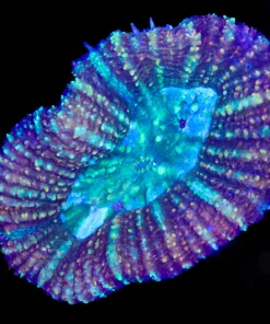 Wysiwyg Brain Coral (C105)