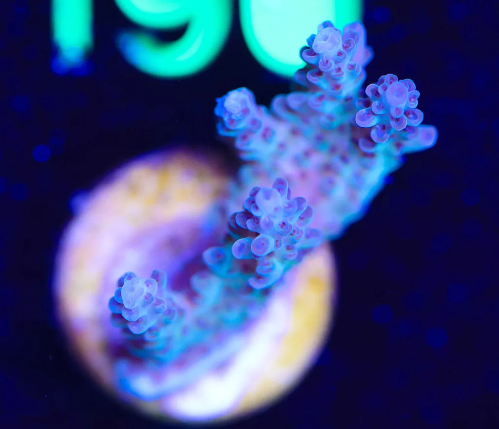 Frag Box Corals