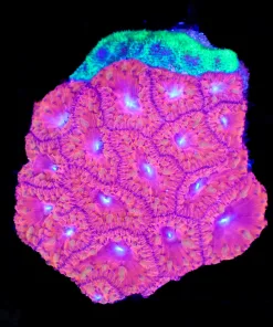 Wysiwyg Blastomussa Colony (C106) *Free shipping $149 minimum livestock spend*