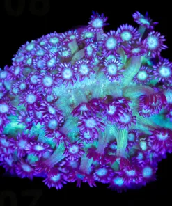 Wysiwyg Flowerpot Coral Colony (C107)