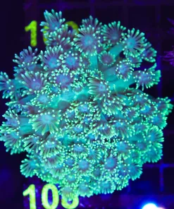 Wysiwyg Flowerpot Coral Colony (C108)