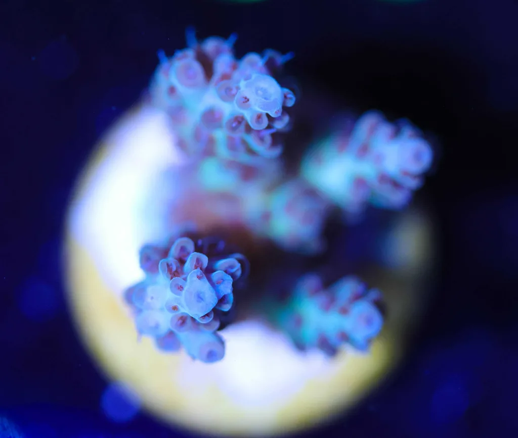 Frag Box Corals