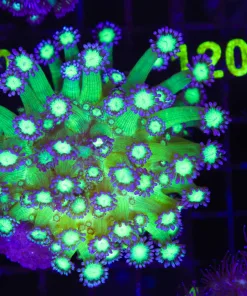 Wysiwyg Flowerpot Coral Colony (C109)