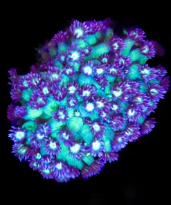 Wysiwyg Flowerpot Coral Colony (C110)