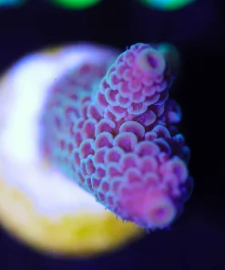 Wysiwyg Acropora Spathulata Frag [F207]