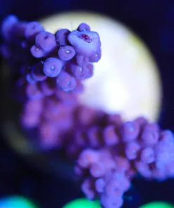 Wysiwyg Deep Purple Acropora Frag [F209]