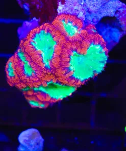 Wysiwyg Blastomussa Coral (C112)