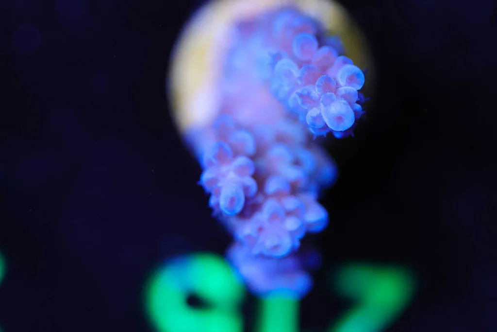 Frag Box Corals
