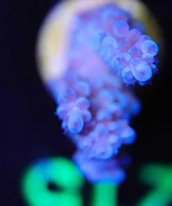 Wysiwyg Blue Acropora Frag [F210]