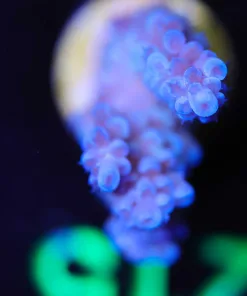 Wysiwyg Blue Acropora Frag  [F210]