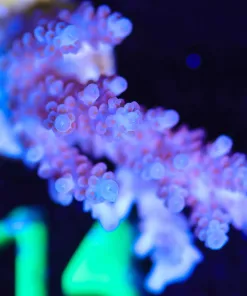 Wysiwyg  Acropora Frag [F214]