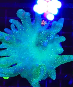 Wysiwyg Wild Leather Coral Colony (C115)