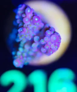 Wysiwyg  Acropora Frag [F216]