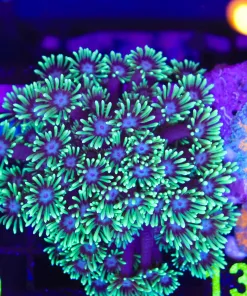 Wysiwyg Flowerpot Colony (C120)