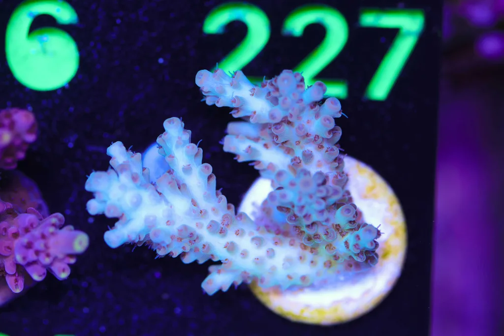 Frag Box Corals