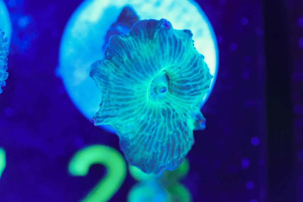 Frag Box Corals