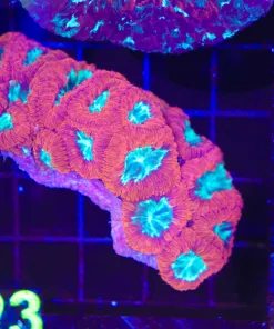 Wysiwyg Blastomussa (C123)